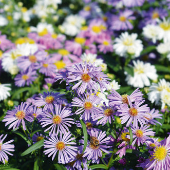 Aster Michaelmas Daisy