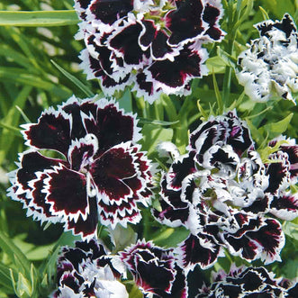 Dianthus Black & White Minstrels