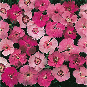 Dianthus Clove Pinks