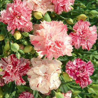 Dianthus Picotee Mix