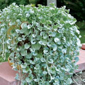 Dichondra Silver Falls