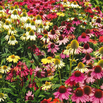 Echinacea Lustre Mix