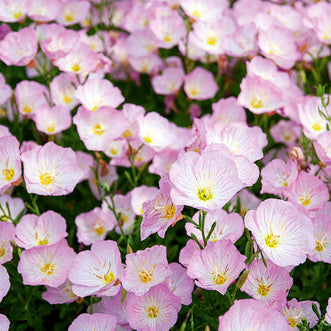 Evening Primrose Pink