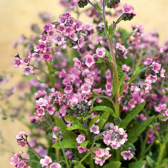 Forget-Me-Not Mystery Rose