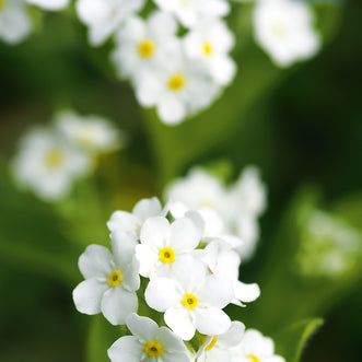 Forget-Me-Not White