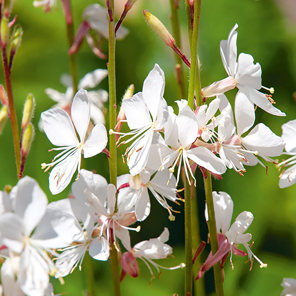 Buy Gaura The Bride by Kings Seeds online - Kings Seeds NZ