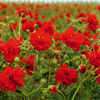 Geum Mrs Bradshaw