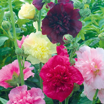 Hollyhock Queens Dwarf Doubles