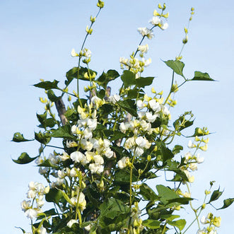 Hyacinth Bean Vine Silver Moon