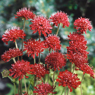 Knautia Red Cherries