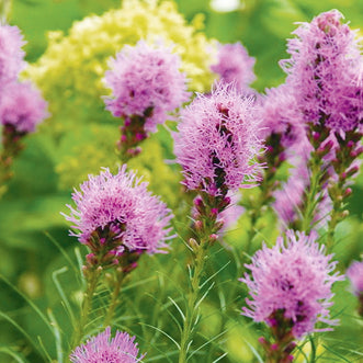 Liatris Florist Violet