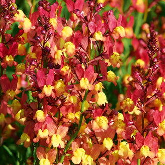 Linaria Licilia Peach