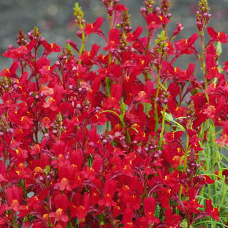 Linaria Licilia Red