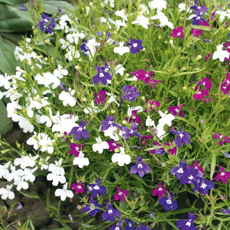 Lobelia Colour Cascade Mix