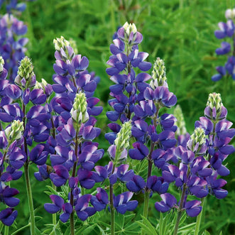 Lupin Avalune Blue
