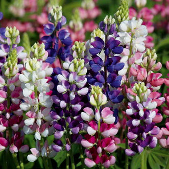 Lupin Avalune Mix