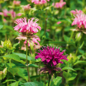 Monarda Panorama Mix