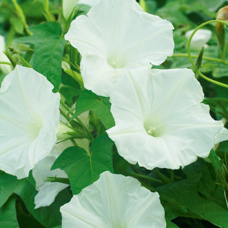 Morning Glory Moonflower White