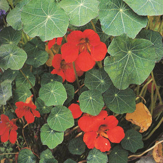 Nasturtium Empress of India