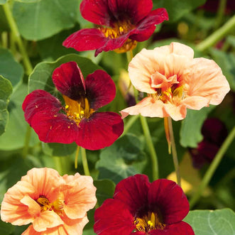 Nasturtium Rumba