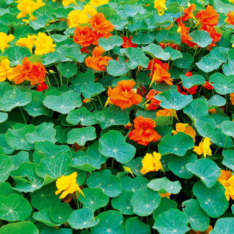 Nasturtium Tall Trailing Mix