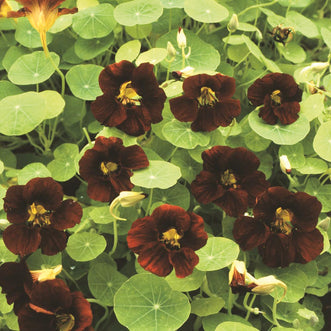 Nasturtium Top Flowering Black Velvet