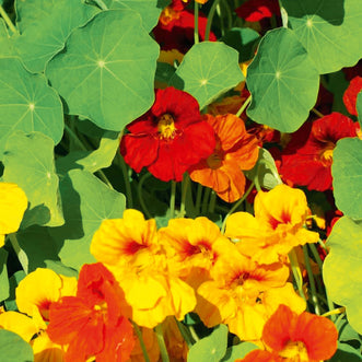 Nasturtium Top Flowering Mix