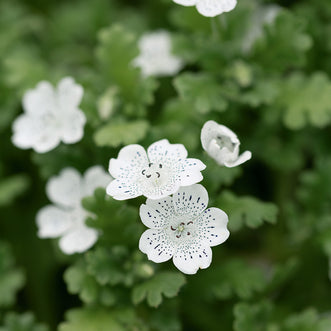 Nemophila Snowstorm