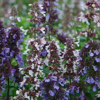 Nepeta Border Ballet