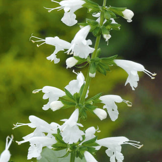 Salvia Summer Jewel White