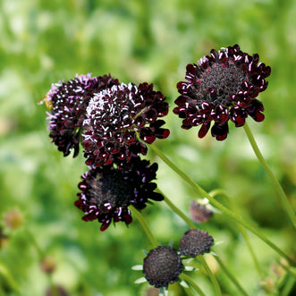 Scabiosa Black Knight