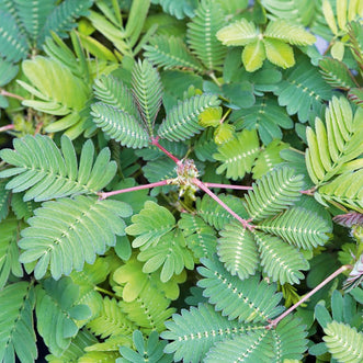 Sensitive Plant