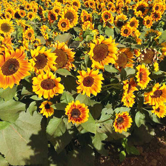 Sunflower Firecracker F1 (treated seed)