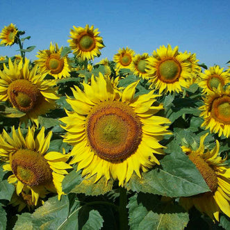 Sunflower Feed the Birds and Bees F1 (treated seed)