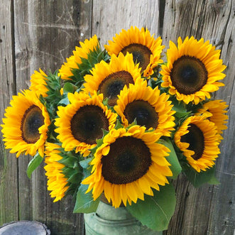 Sunflower Pro Cut Orange F1 (treated seed)
