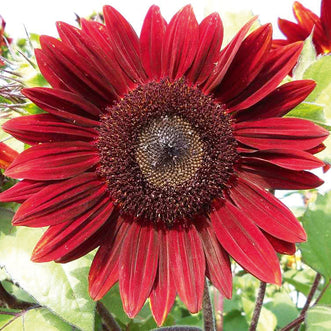 Sunflower Rouge Royale F1 (treated seed)