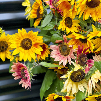 Sunflower Autumn Beauty (treated seed)