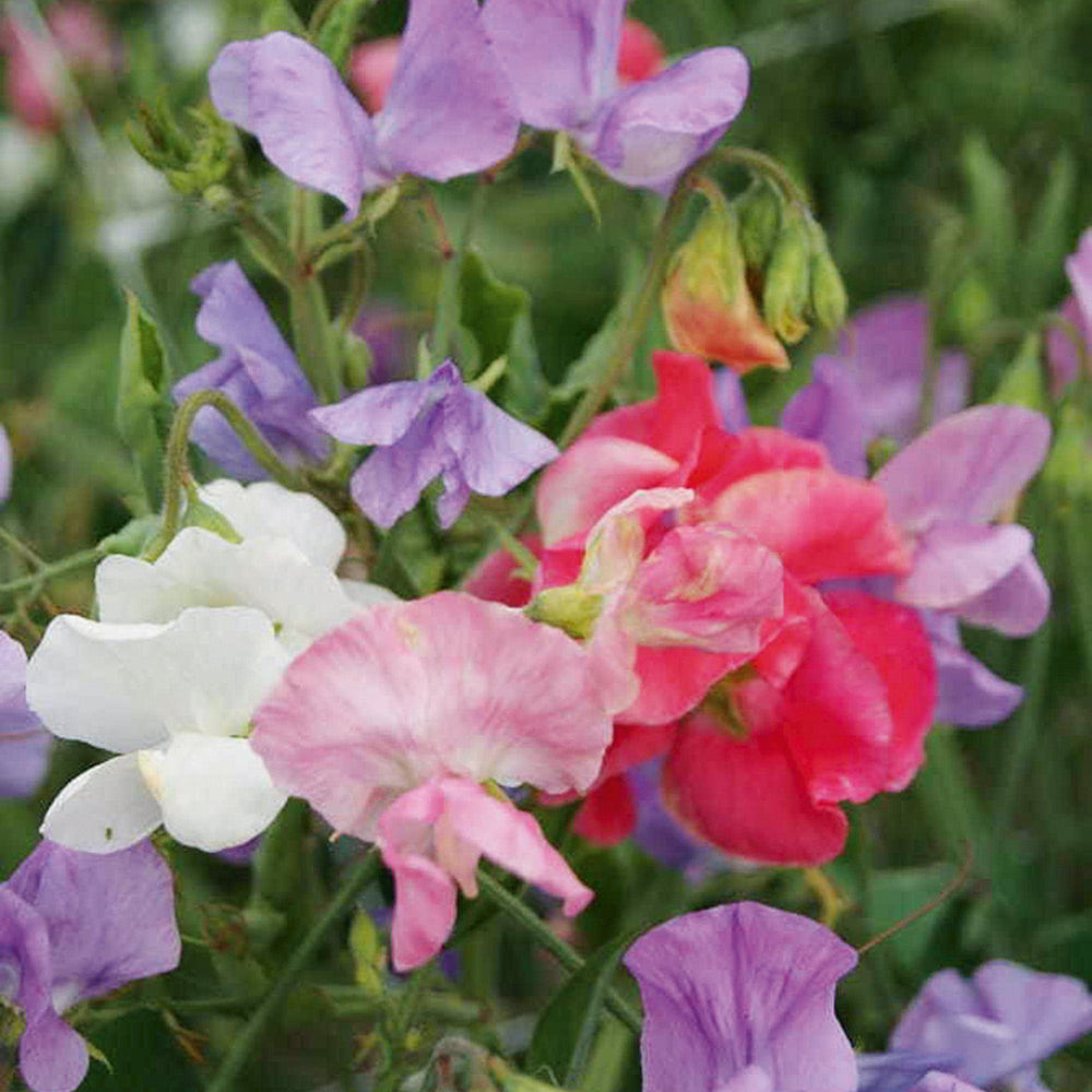 Buy Sweet Pea Heaven Scent by Kings Seeds online - Kings Seeds NZ