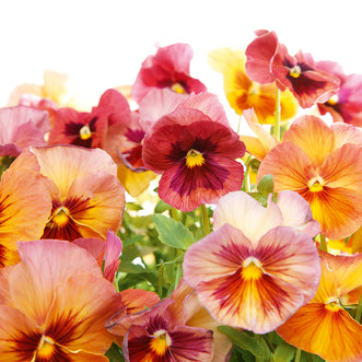 Viola Imperial Antique Shades