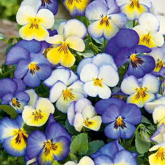 Viola Cool Summer Breeze