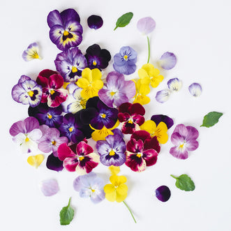 Viola Edible Flower Mix