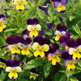 Viola Heartsease Miss Helen Mount