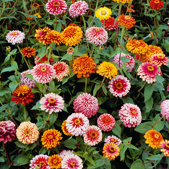 Zinnia Candy Cane