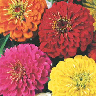 Zinnia Dahlia Flowered Mix