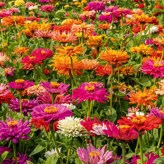 Zinnia Giant Cactus Mix