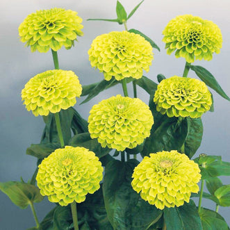 Zinnia Giant Lime