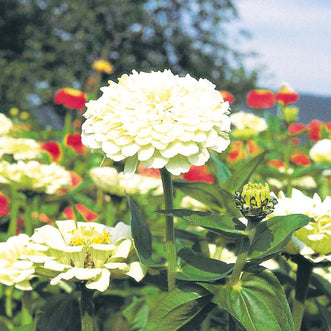 Zinnia Giant White