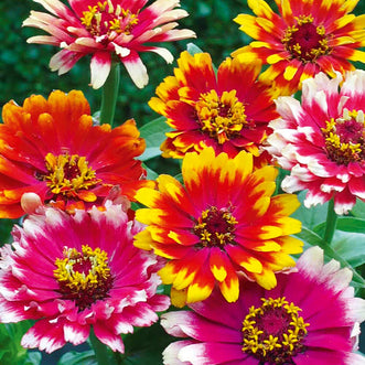 Zinnia Swirls