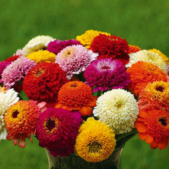 Zinnia Zinderella Blend