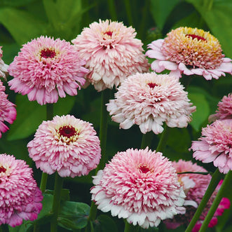 Zinnia Zinderella Lilac